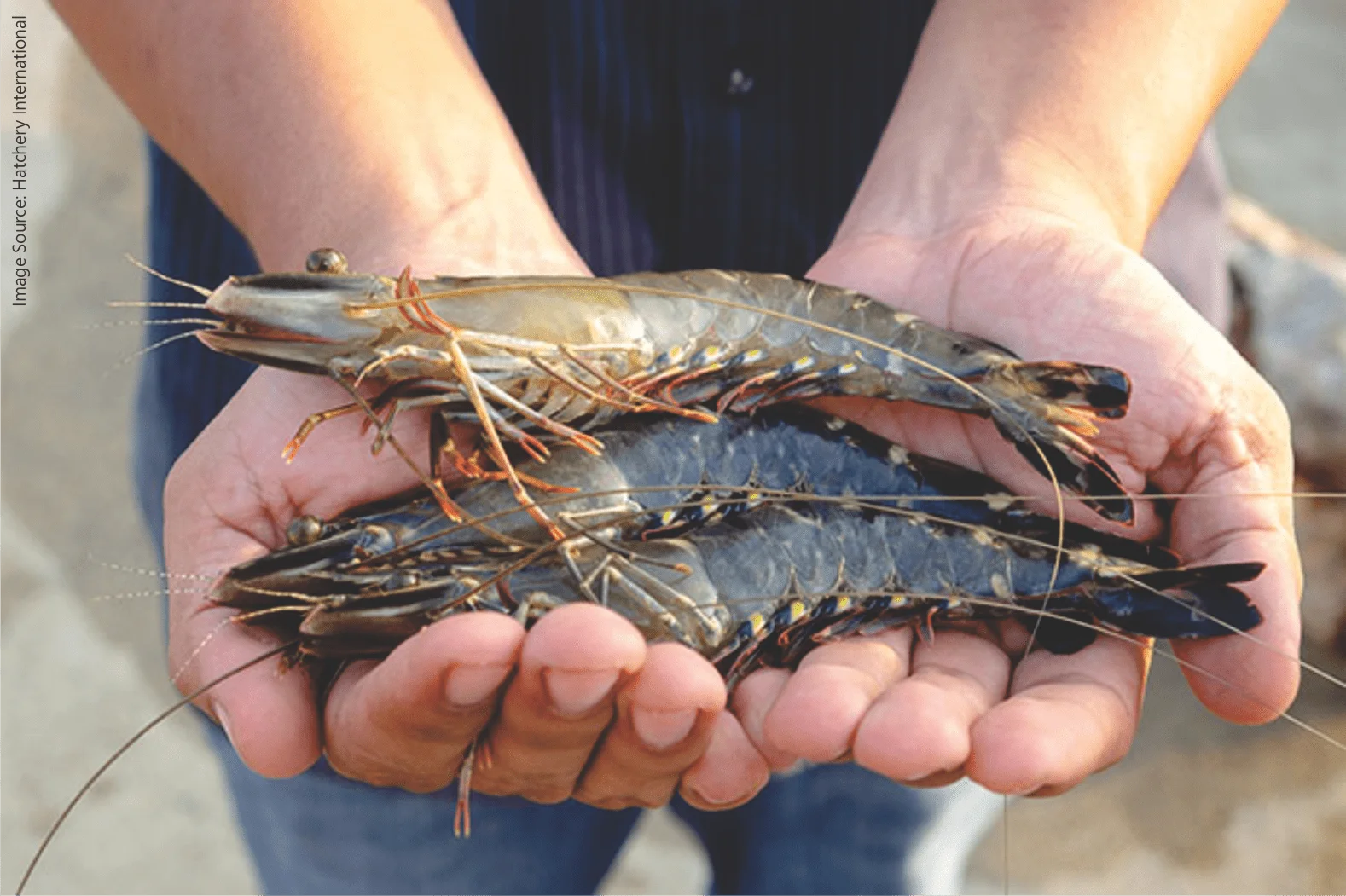 Black Tiger Shrimp (Bagda)