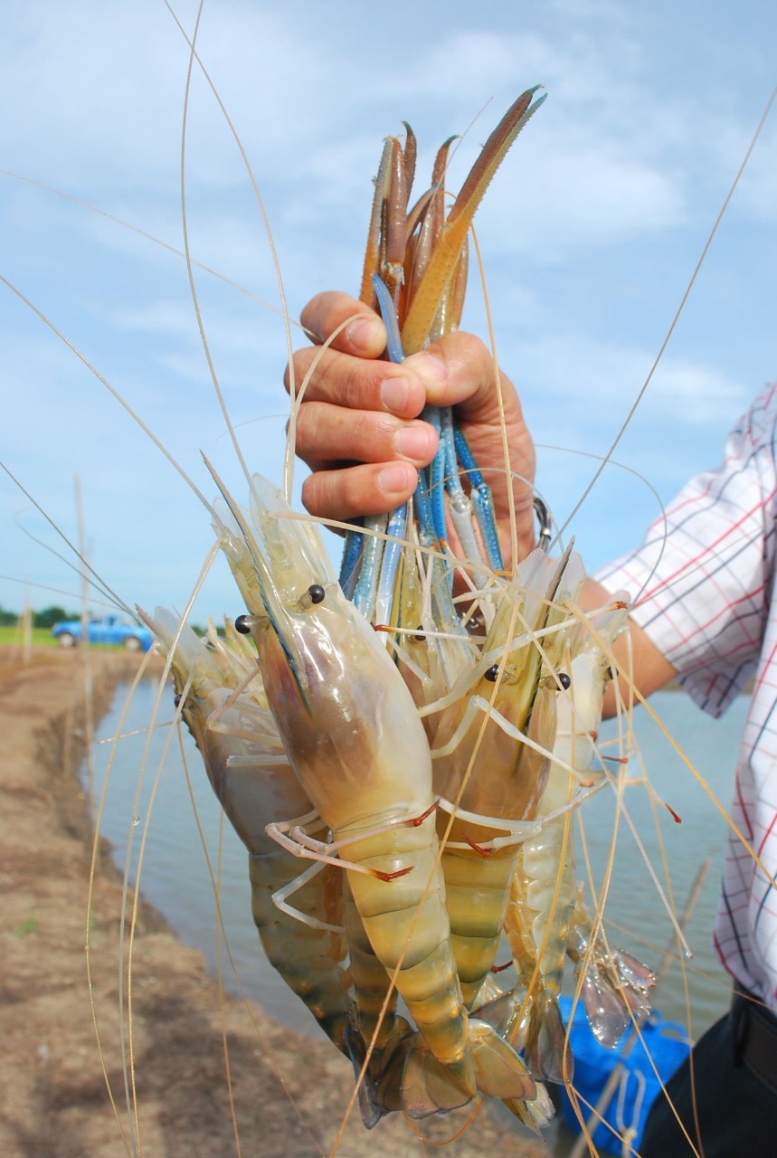 Freshwater Scampi (Golda)